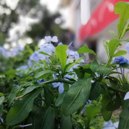 B&B Sa Scraria Meana Sardo Kültér fotó
